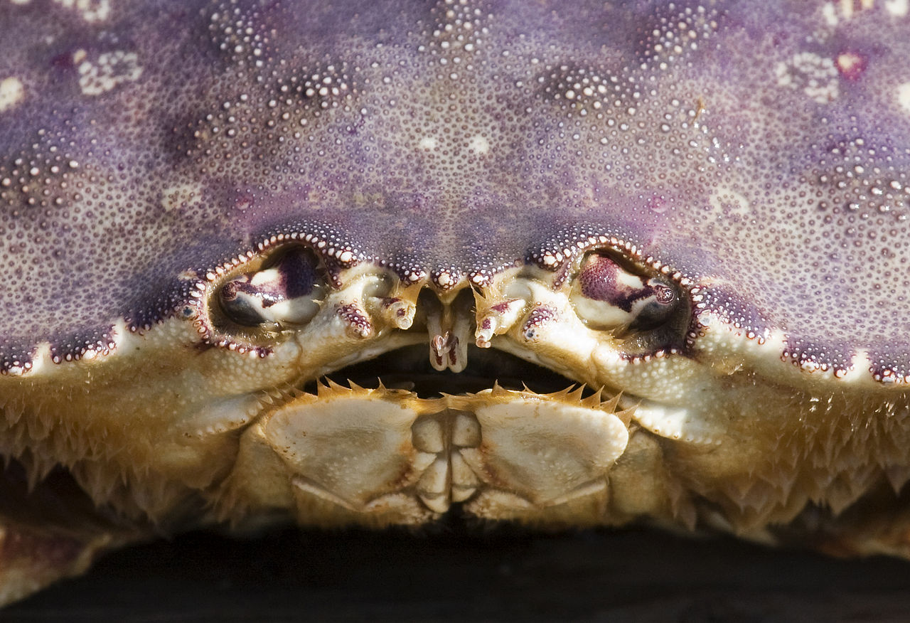 Southeast’s summer Dungeness crab season shortened by three weeks