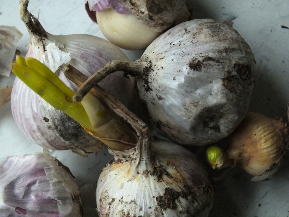 Garlic