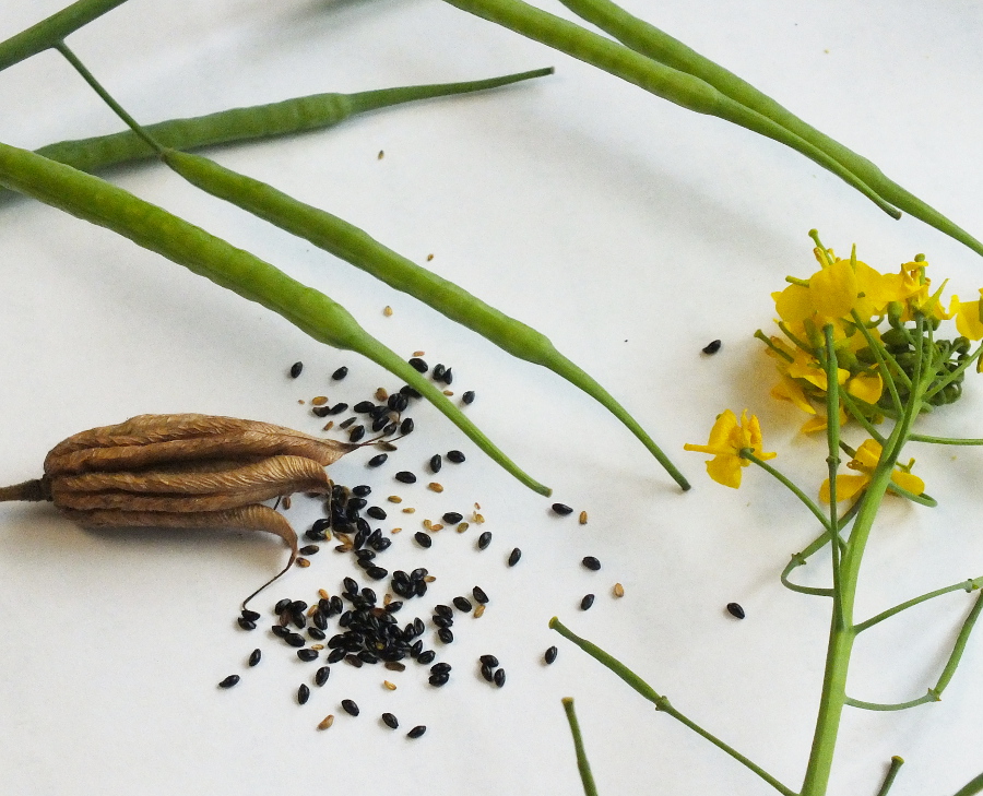 Seeds