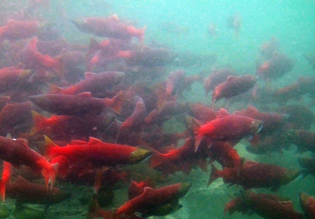 Study Climate change hurting salmon habitat