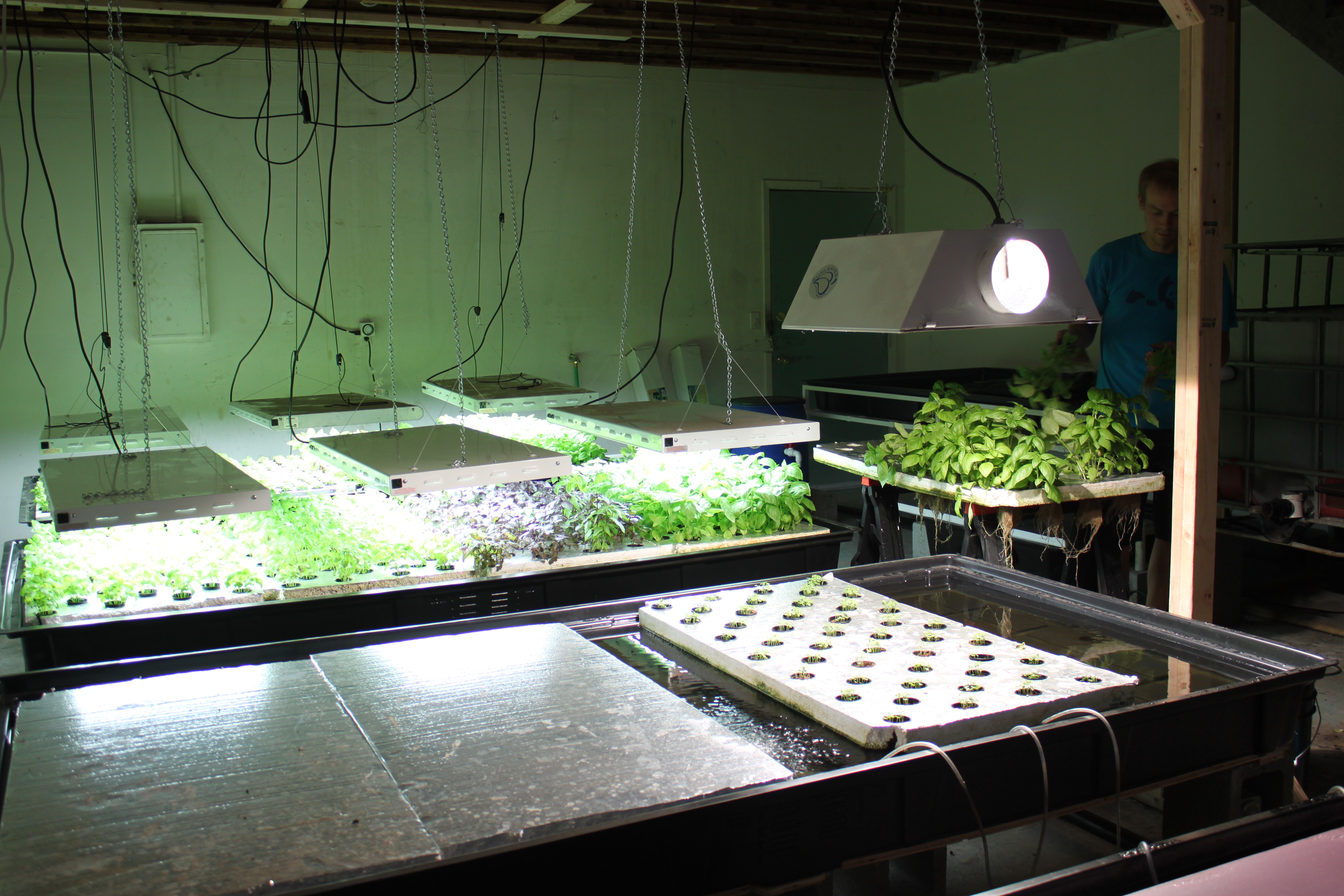 Kirchhoff and Smith recently built this six-bed aquaponics system which will allow them to harvest about 150 plants a week. (Photo by Lisa Phu/KTOO)