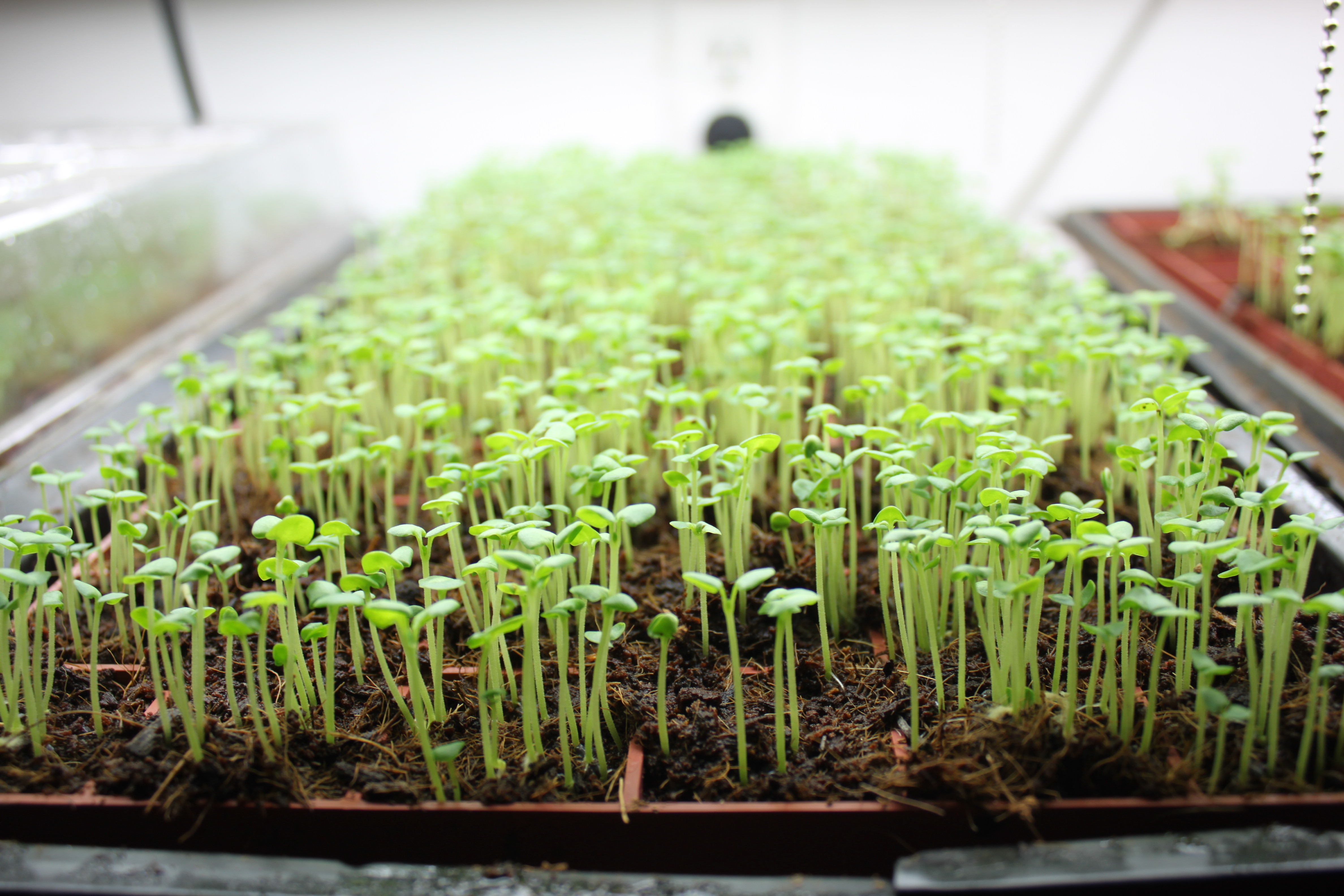 2019 year - 3 Ways to Grow Basil 2019 year