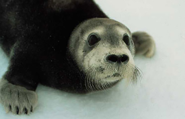 Bearded Seal, one of the subsistence species hunters will collect blood samples from using filter paper kits. (Photo courtesy NOAA)