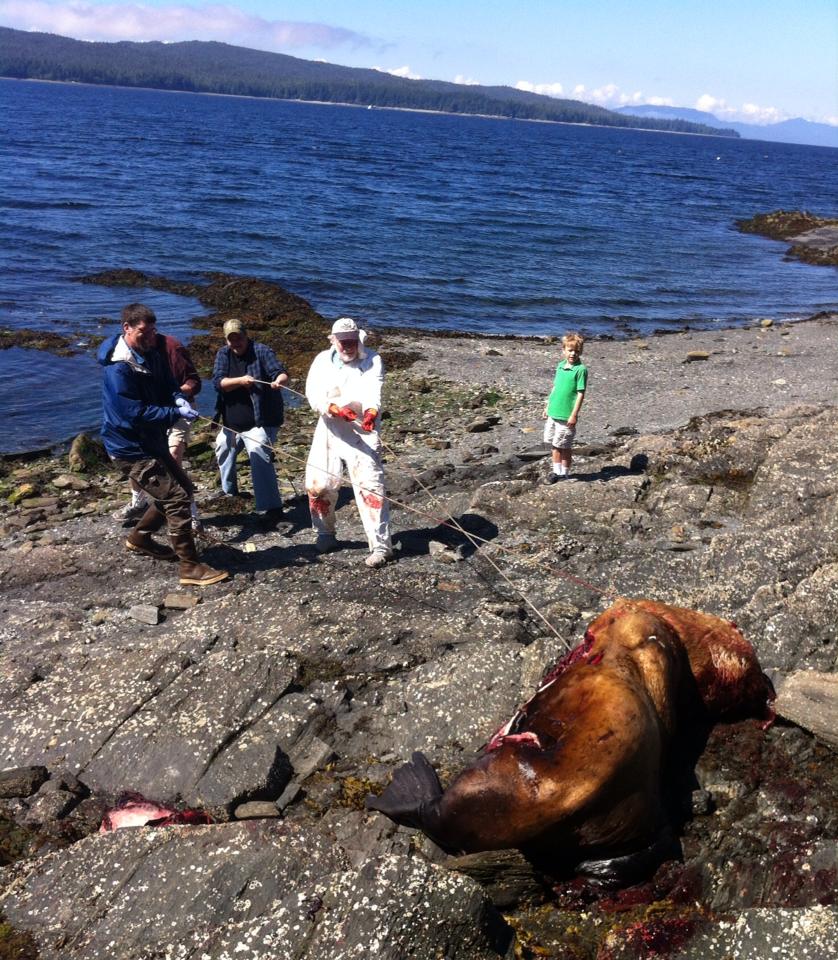 Gary Freitag and volunteers haul a dead sea lion off the rocks and closer to the incoming tide following a necropsy at Refuge Cove on Thursday. (Photo by Leila Kheiry/KRBD)