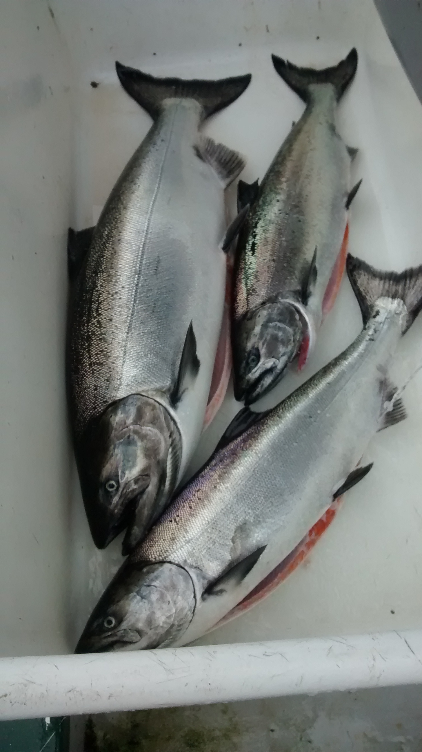 Commercial troll caught king salmon. (Photo courtesy of Matt Lichtenstein)