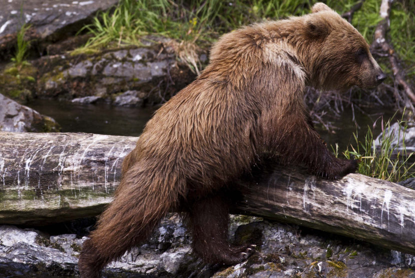 Guide in mauling near Angoon was storied Fish & Game researcher LaVern