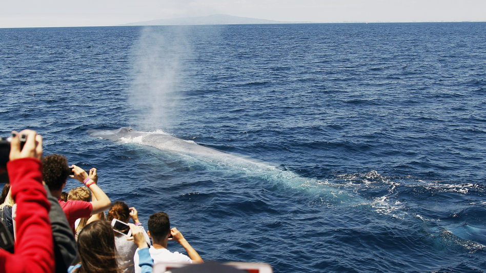 Off the coast of Southern California, a crowd watches a blue whale rise to the surface earlier this summer. A new study says the population of blue whales off the West Coast is close to historic levels. Nick Ut/AP