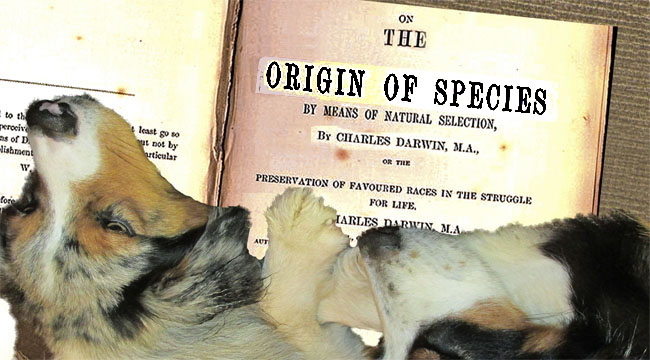 OriginSpecies.GaWy_650x360_edited-1