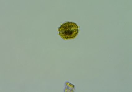 Research group finds toxin in Auke Rec butter clams