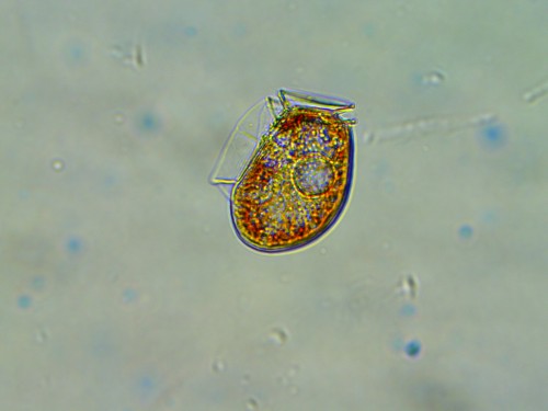 Researchers developing cheaper, faster monitoring method for paralytic shellfish poisoning