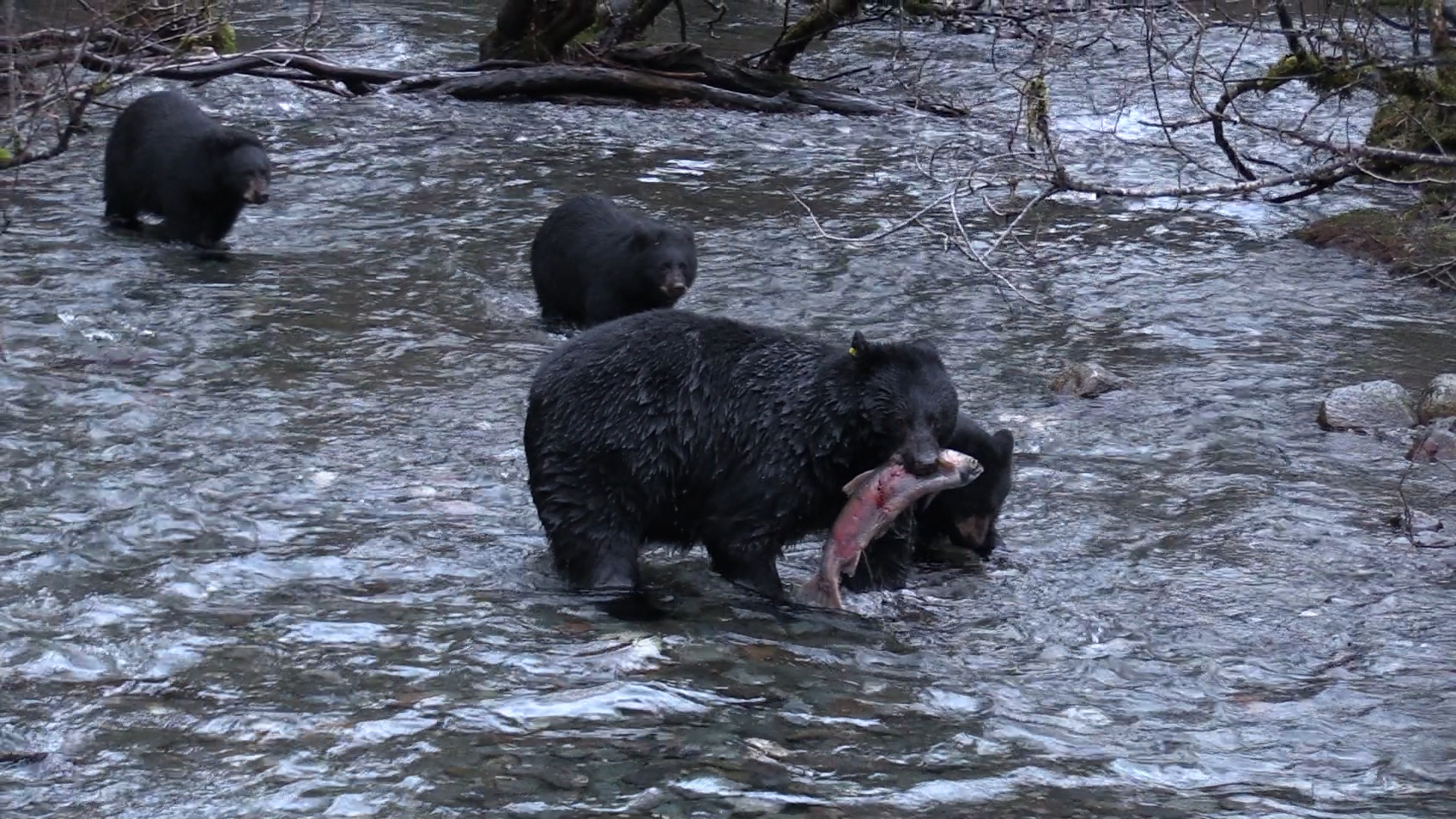 East Glacier Trail reopens, protective mama bear still in area