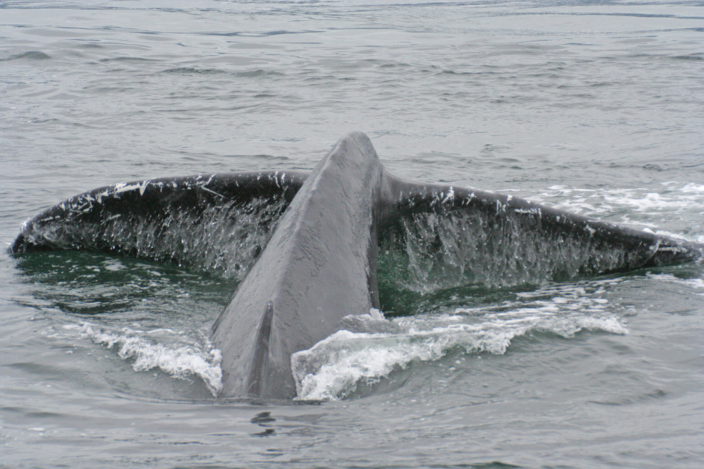 Most humpback whales removed from Endangered Species List