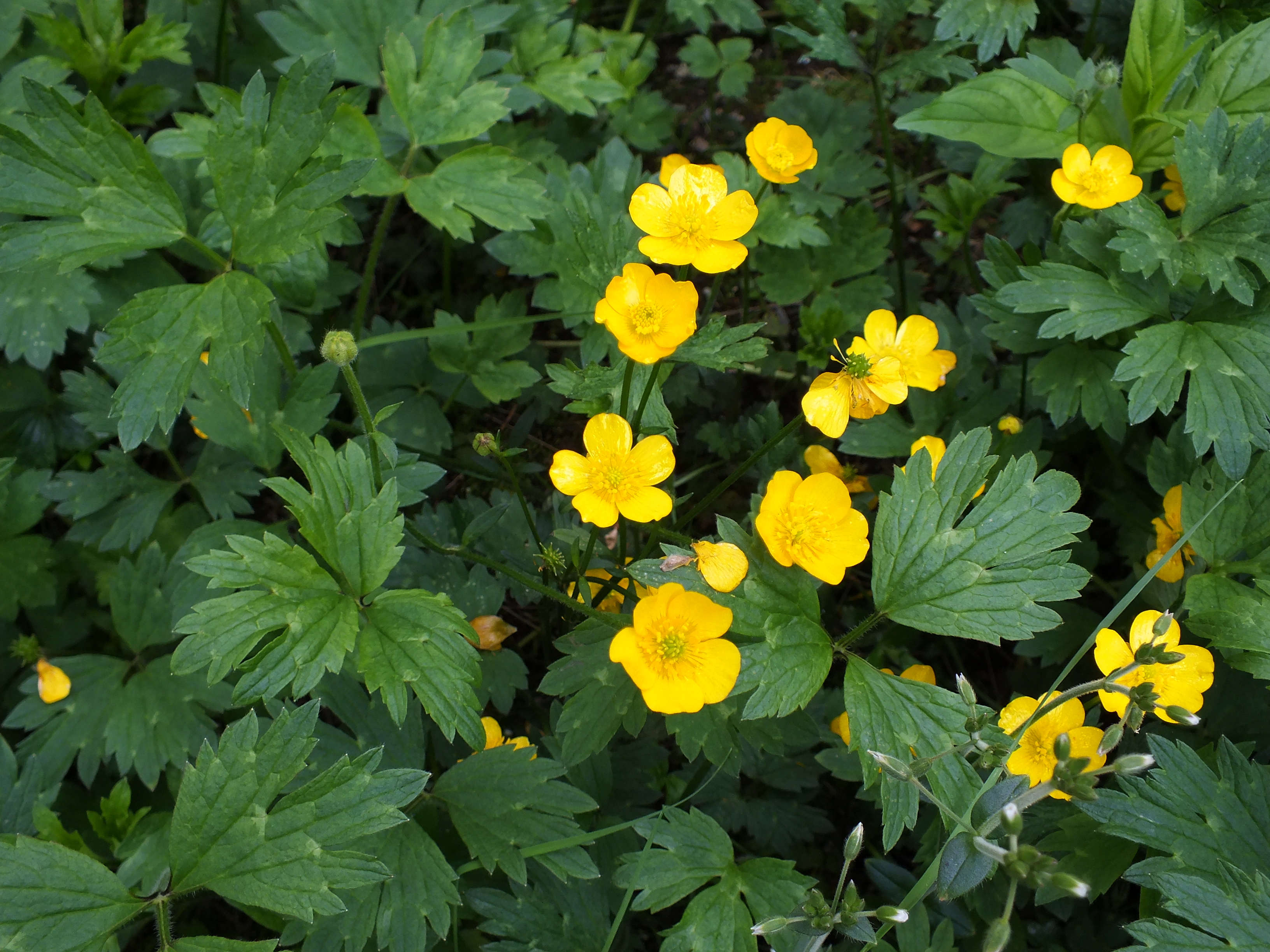 Gardentalk Porcupine and buttercups