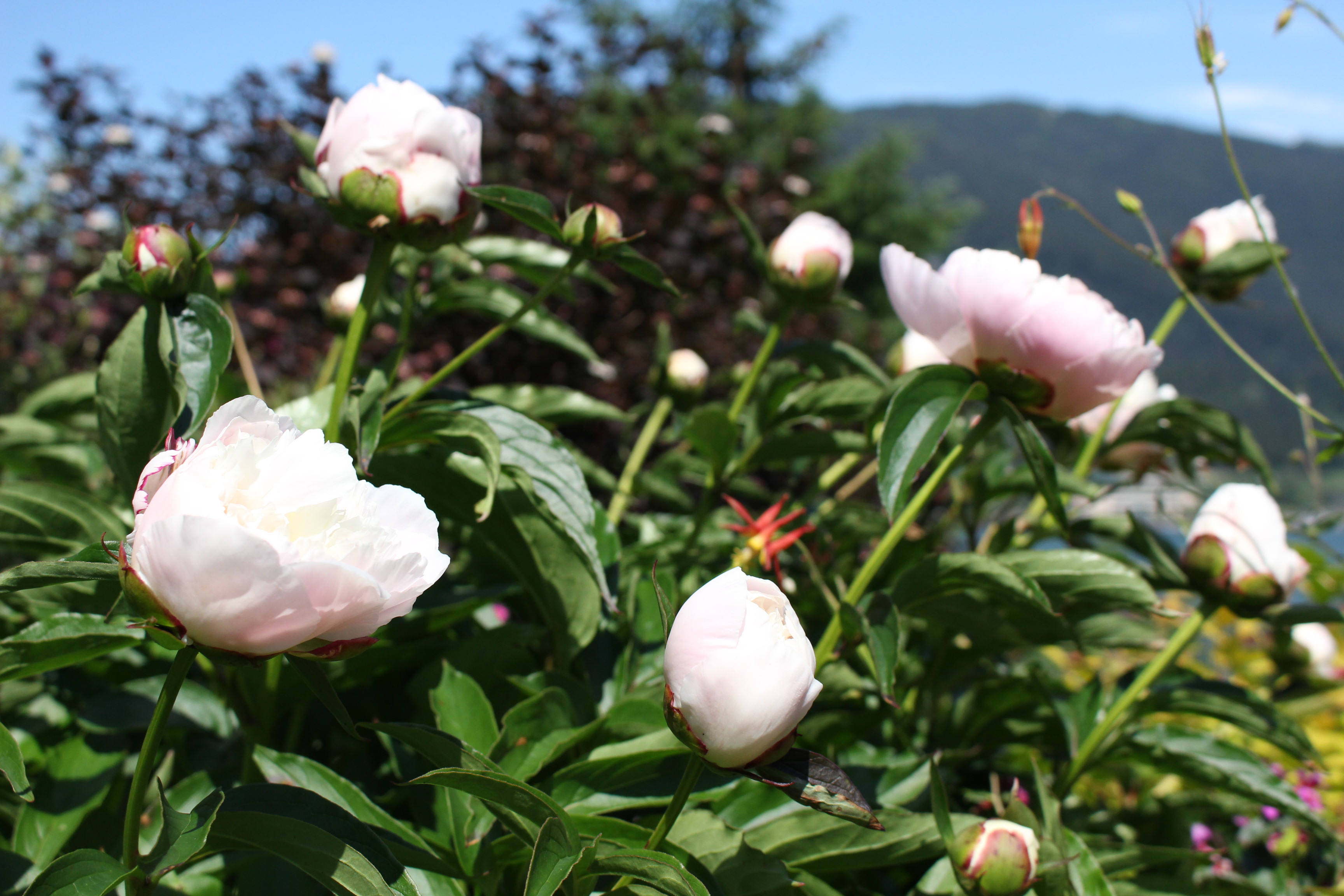 Bloom boom Juneau farmer joins Alaska peony rush