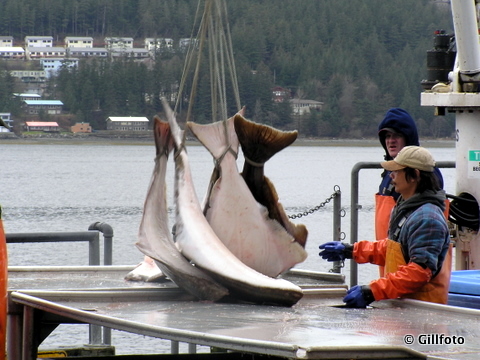 Crewmen load halibut near Juneau. (Creative Commons photo by gillphoto)