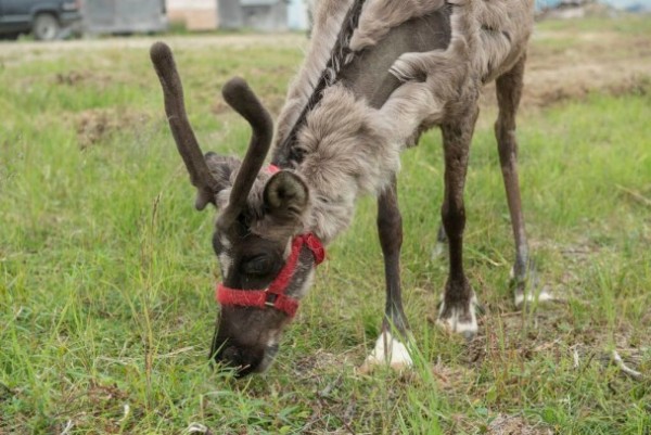 New book features Arctic indigenous culinary traditions, preparation methods