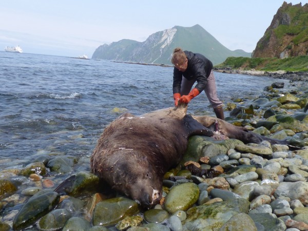 Alaska Sea Grant program “hopeful but not confident” funding won’t be cut