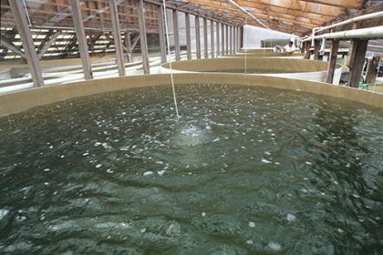 Inside the Whiskey Creek Shellfish Hatchery in Tillamook, Oregon. (Photo courtesy of Oregon State)