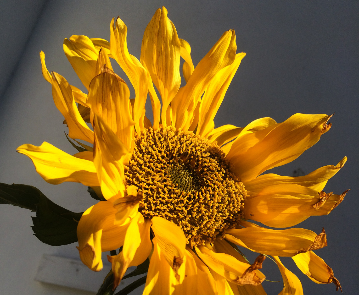 Gardentalk Winter is coming