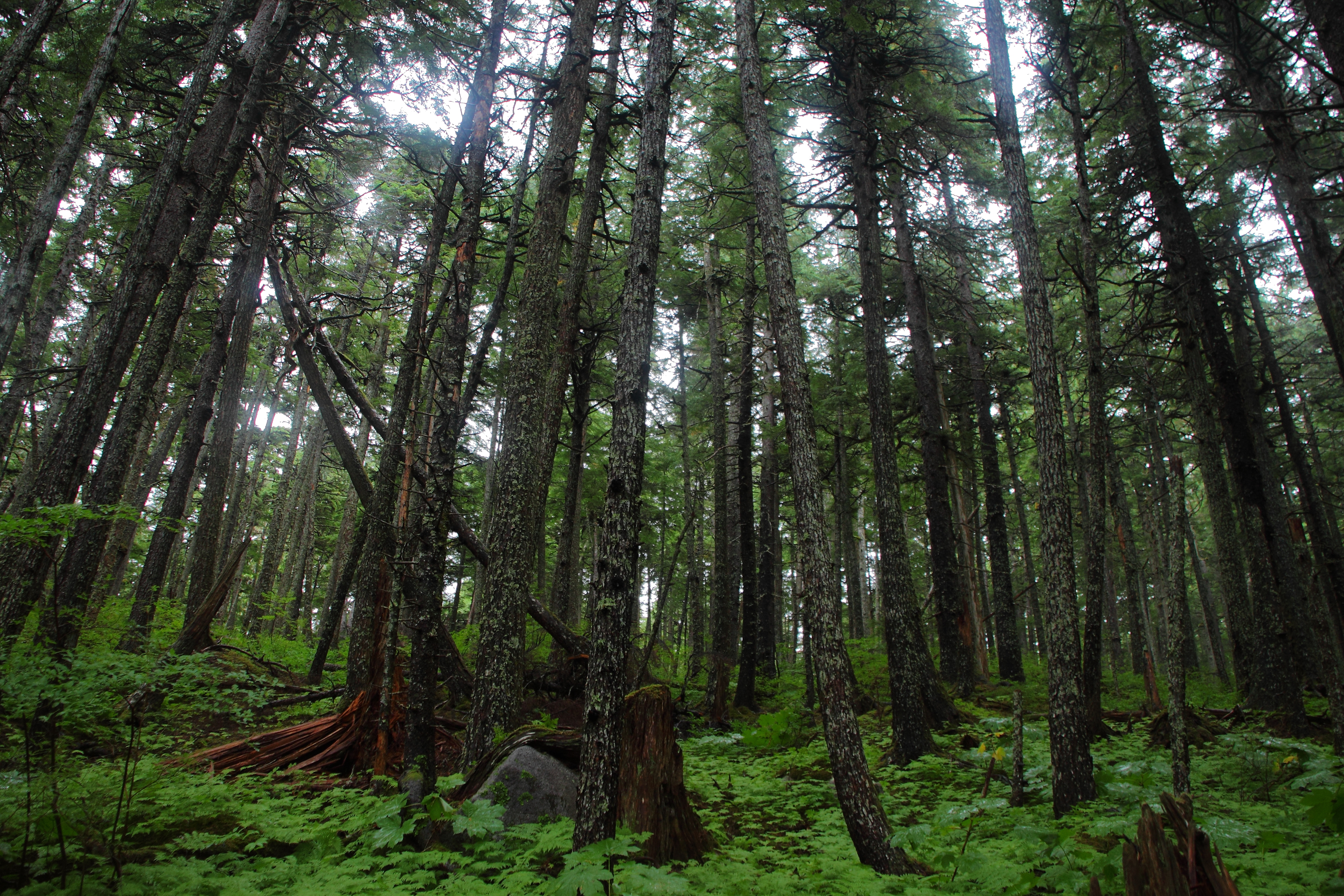 Bidder chosen for 855-acre Haines timber sale