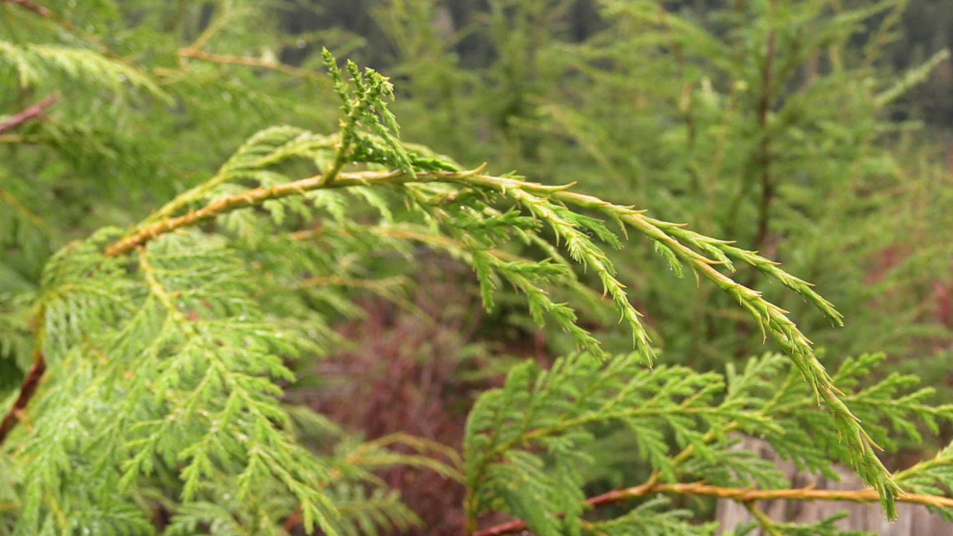 Conservation interests fear prized yellow cedar may face extinction