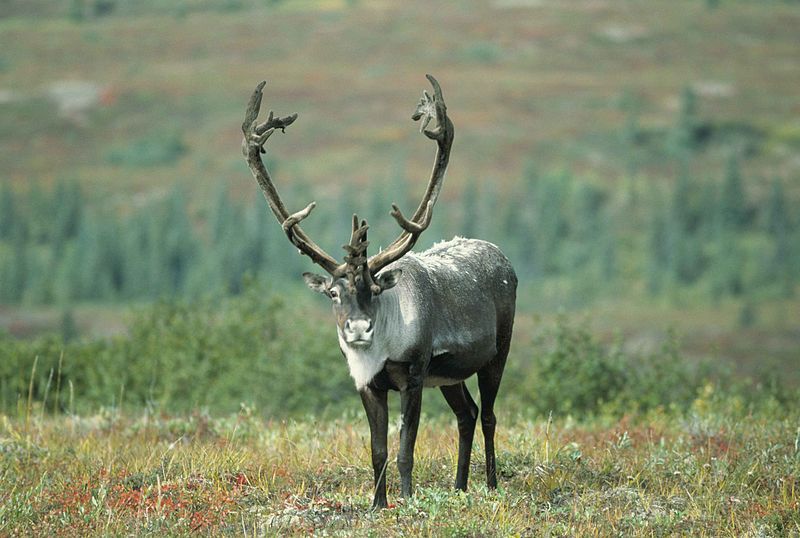 Caribou season opens with more Nushagak Peninsula hunting opportunity