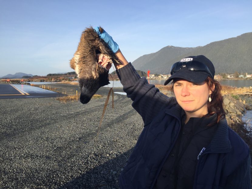 Since November, Bauscher has been seeing one to three deer wash up on the runway every week. (Photo by Emily Kwong/KCAW photo)