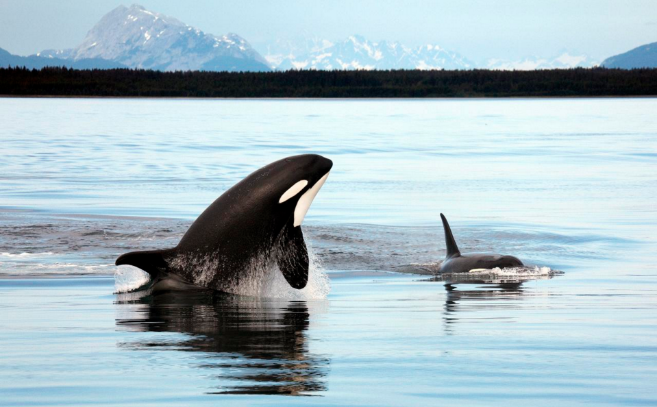 Menopause mystery: Why do female killer whales experience the change of life?