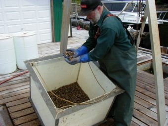 Randy Porter checks young oysters, called "spat," at the oyster nursery in Naukati in 2007. (Photo by Ed Schoenfeld/CoastAlaska News)