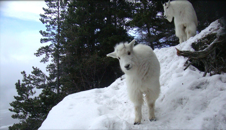 Biologists close to completing Haines/Skagway mountain goat habitat study
