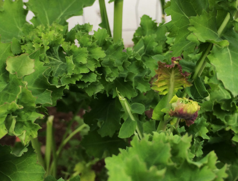 New growth appears on kale that survived the mild winter of 2016 in KTOO's Agricultural Test Station and Garden of Science