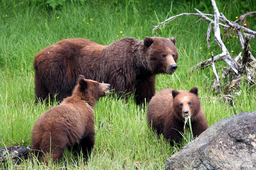 Kodiak biologists to conduct bear population survey
