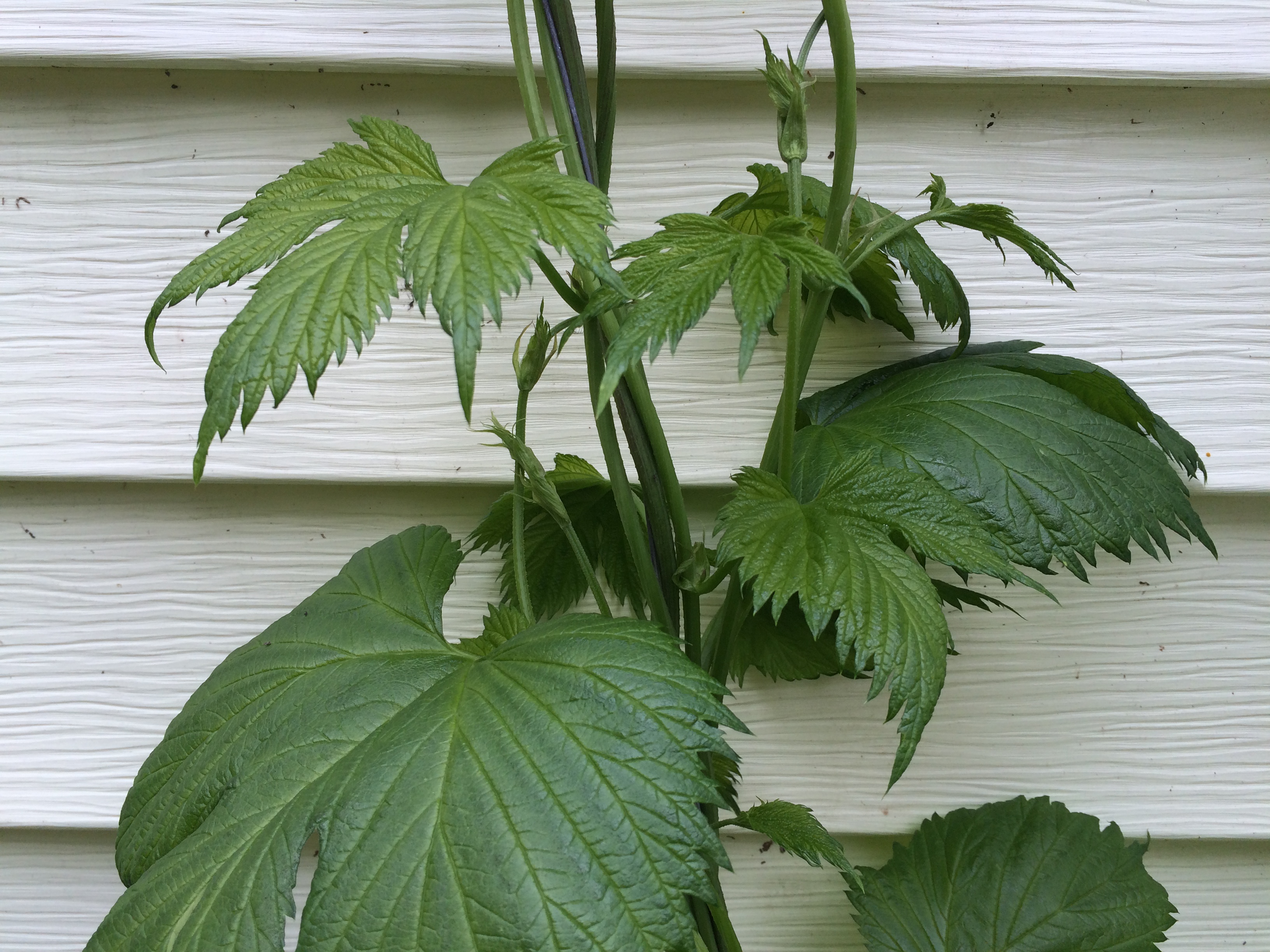 Climbing hops