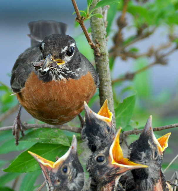 crowded bird nest