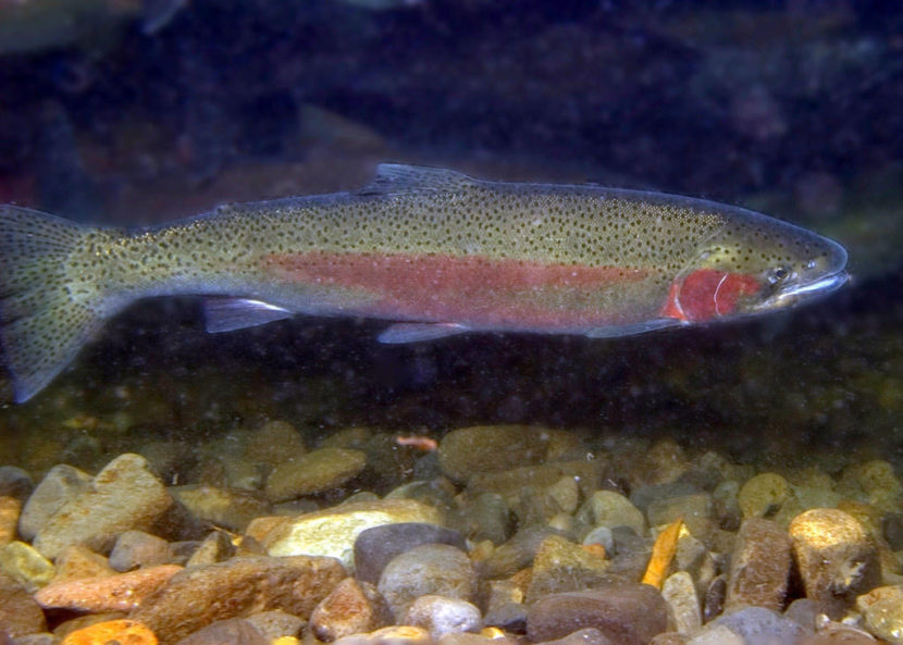 Steelhead Salmon