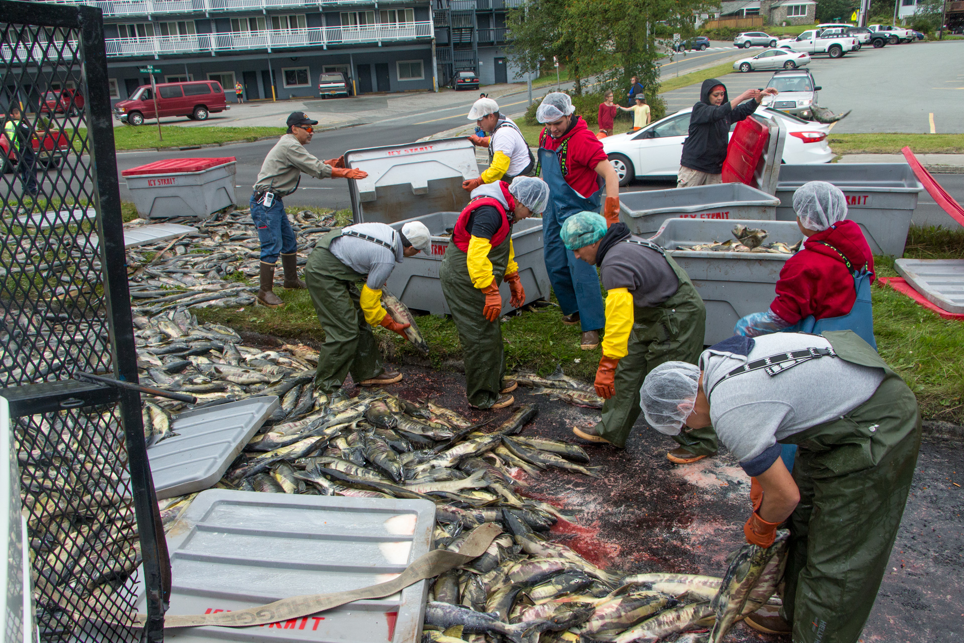 Eight tons of chum salmon destroyed after truck spill