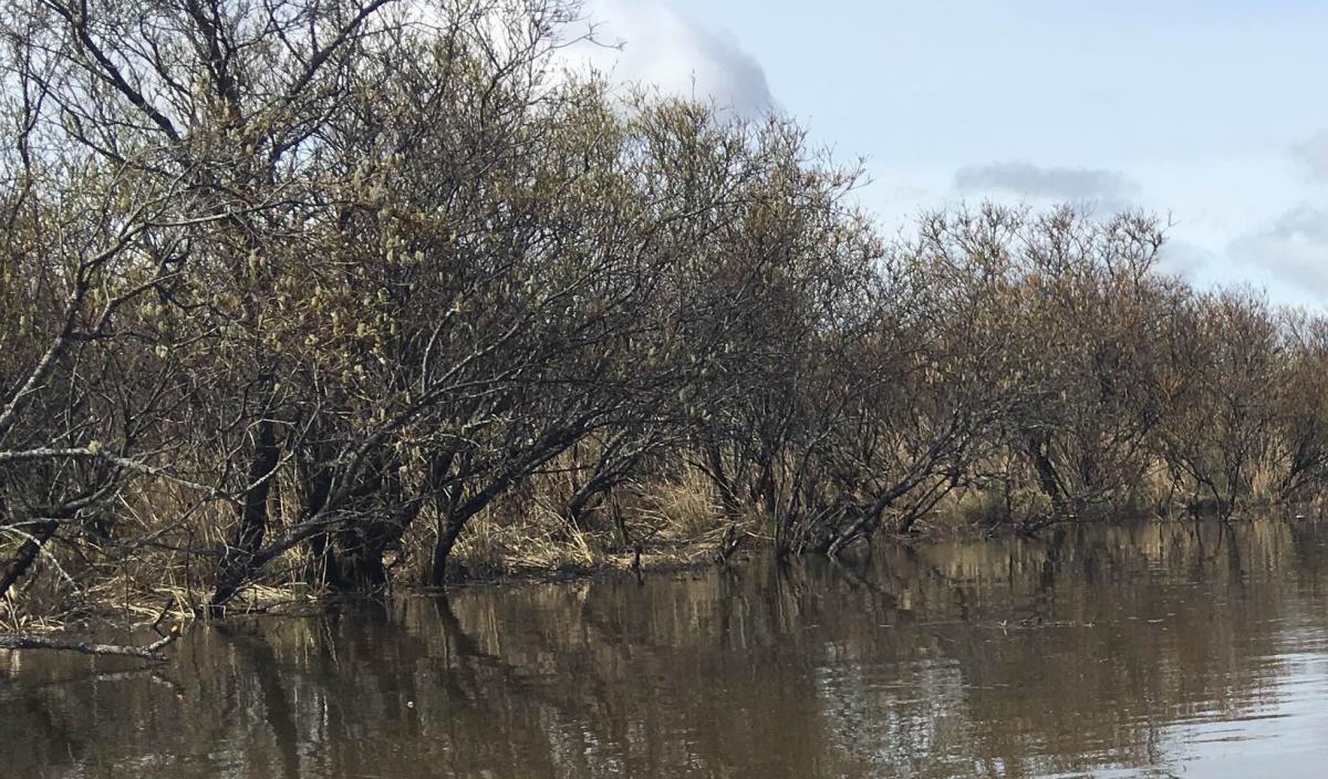 Bethel granted extension of site reviews for wetland building