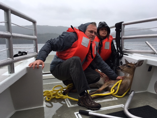 (L TO R) Orlando-based tourist Deoran Kaojic helps Gastineau Guiding Company Naturalist Audrey Benson hold down a deer, after they saved the animal from drowning. (Photo courtesy of Zoran Kojic)