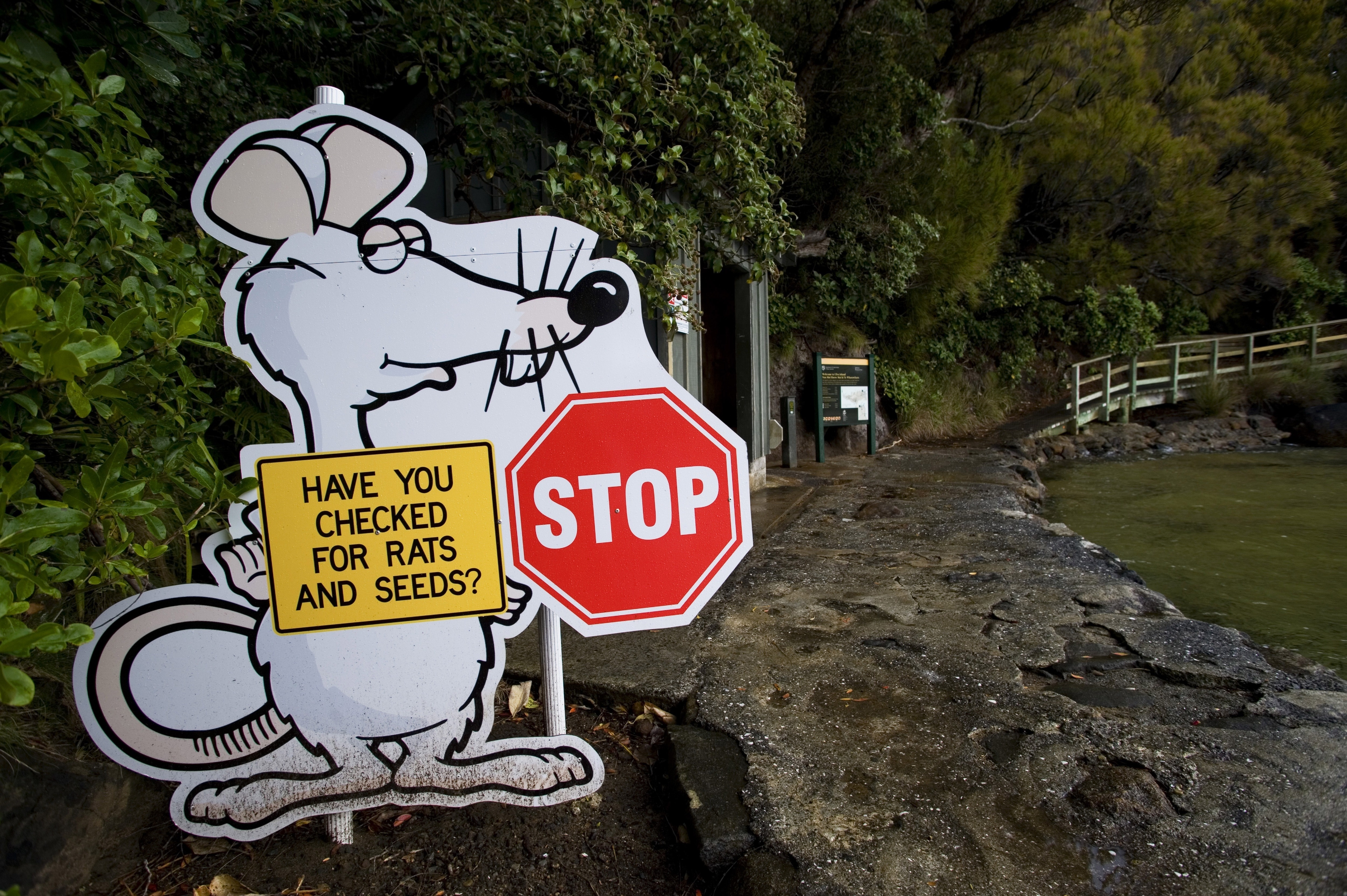 Call The Pied Piper: New Zealand Wants To Get Rid Of Its Rats. All Of Them