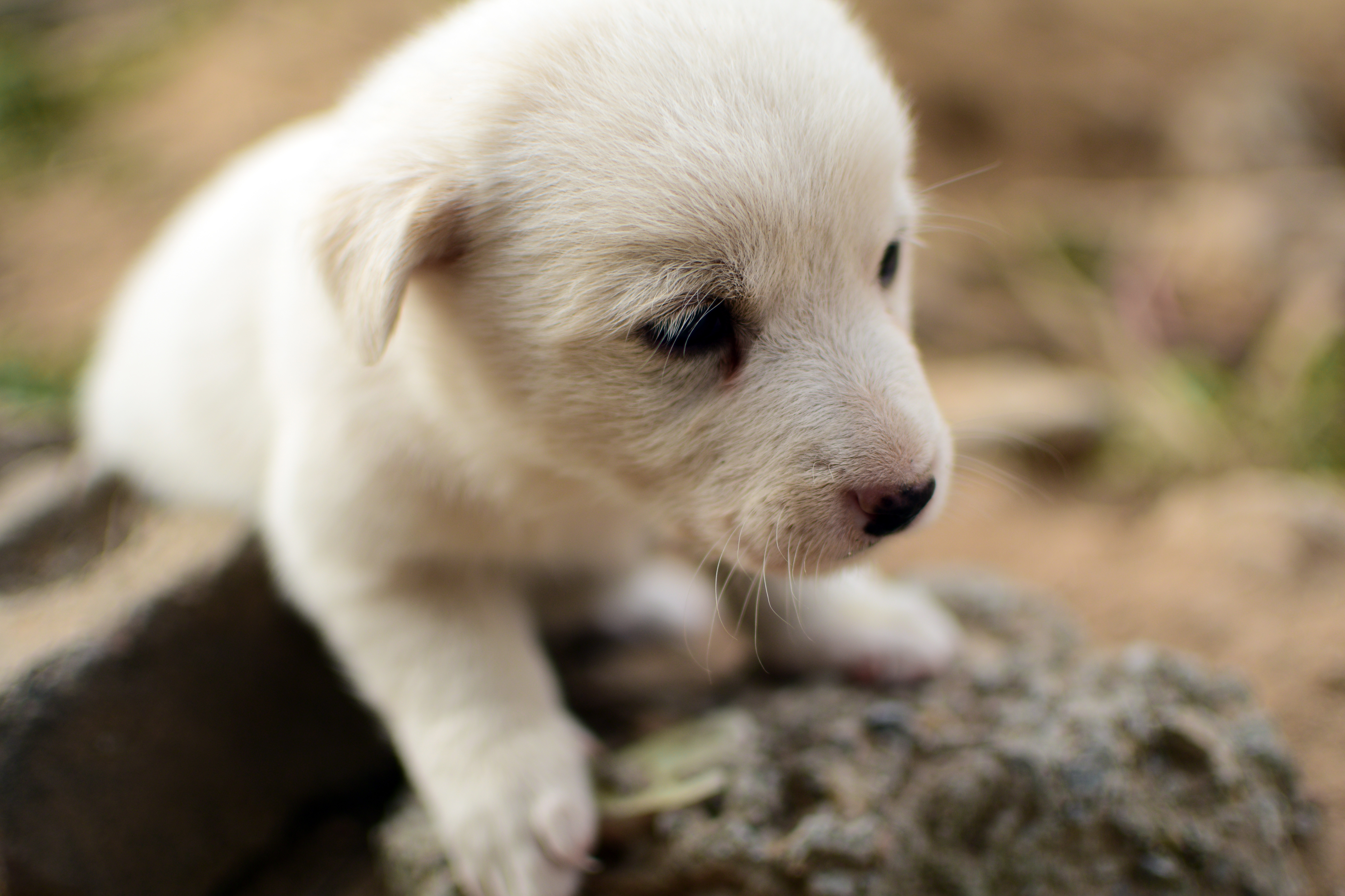 Fairbanks-area puppy shooting sparks outrage, brings community together