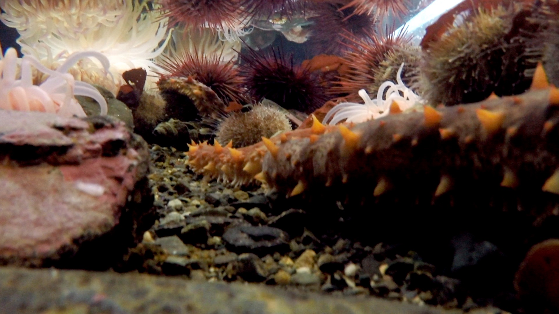 Video: How chilly seawater keeps an aquarium warm
