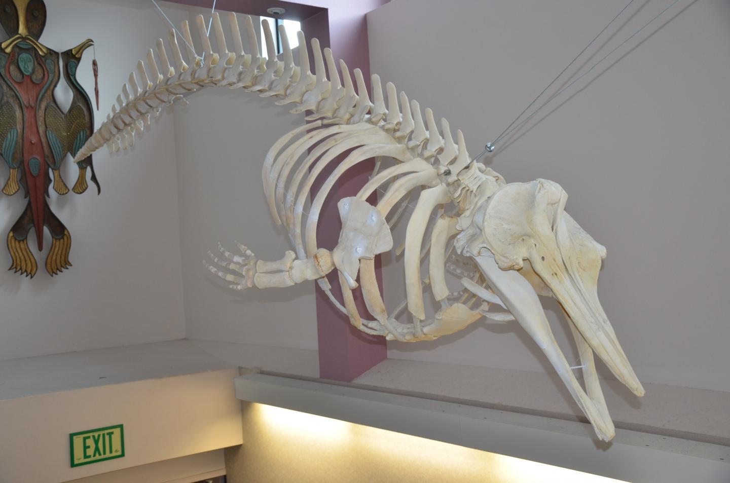 Researchers find new whale species in Western Alaska