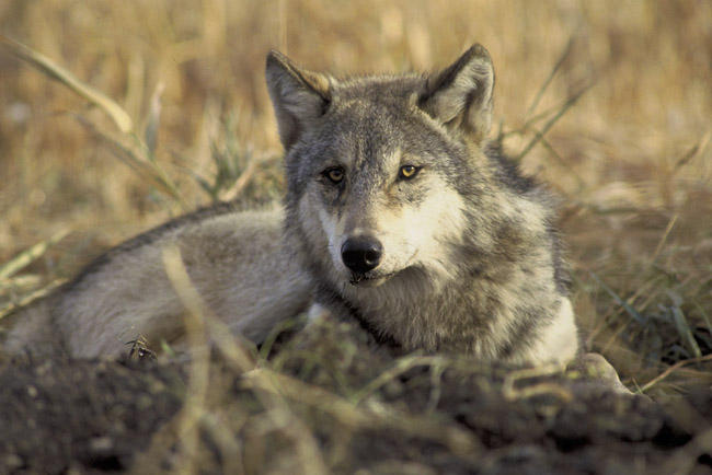 Washington wildlife officials say lethal wolf removal isn’t working
