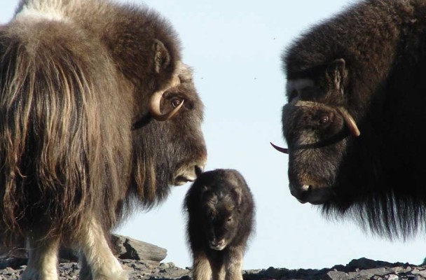 In Bering Land Bridge, Composer Looks to the Wild for Inspiration