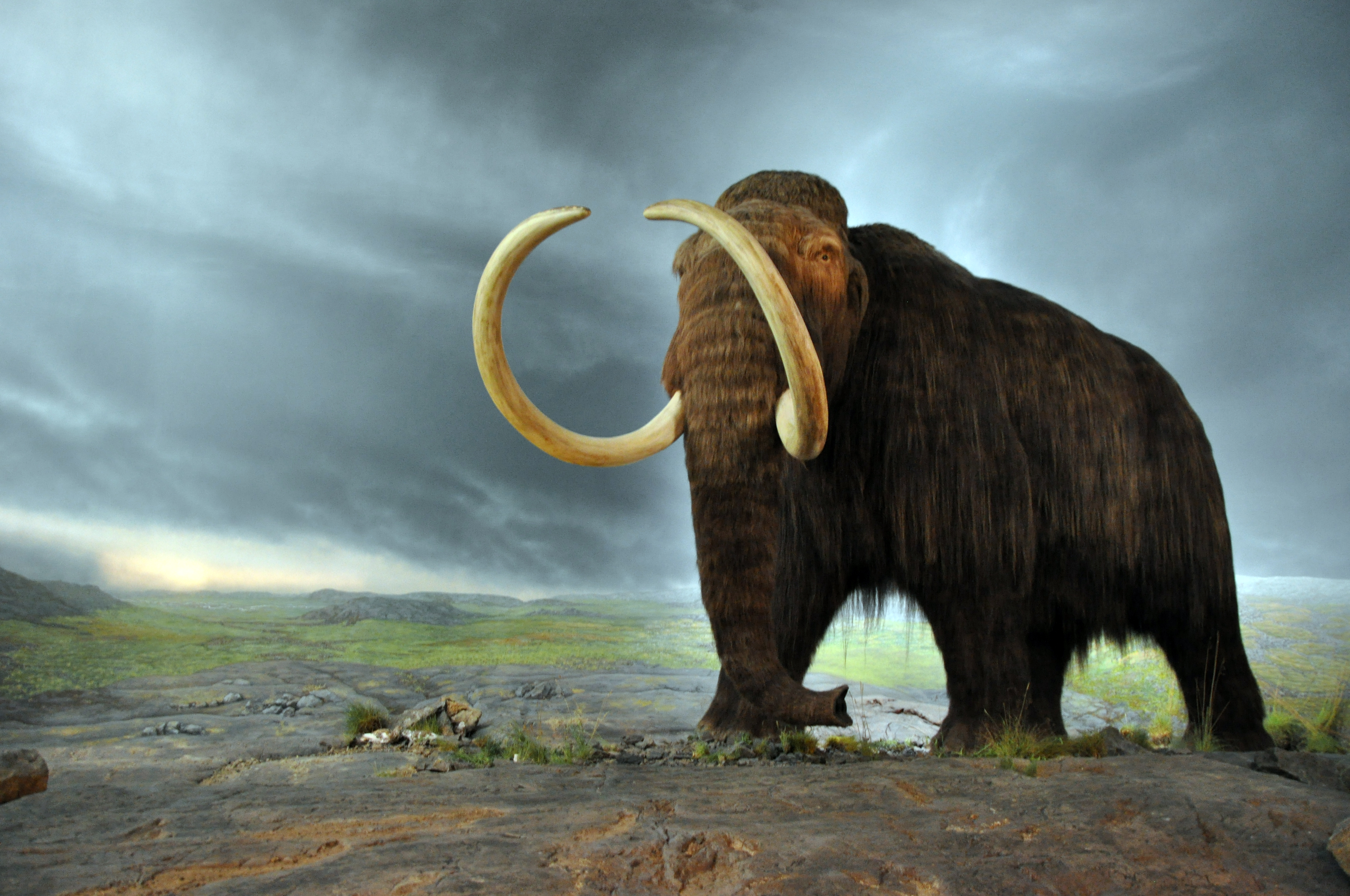 What killed St. Paul’s woolly mammoths?