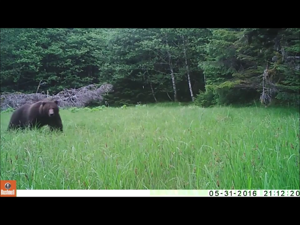 bear screen cap