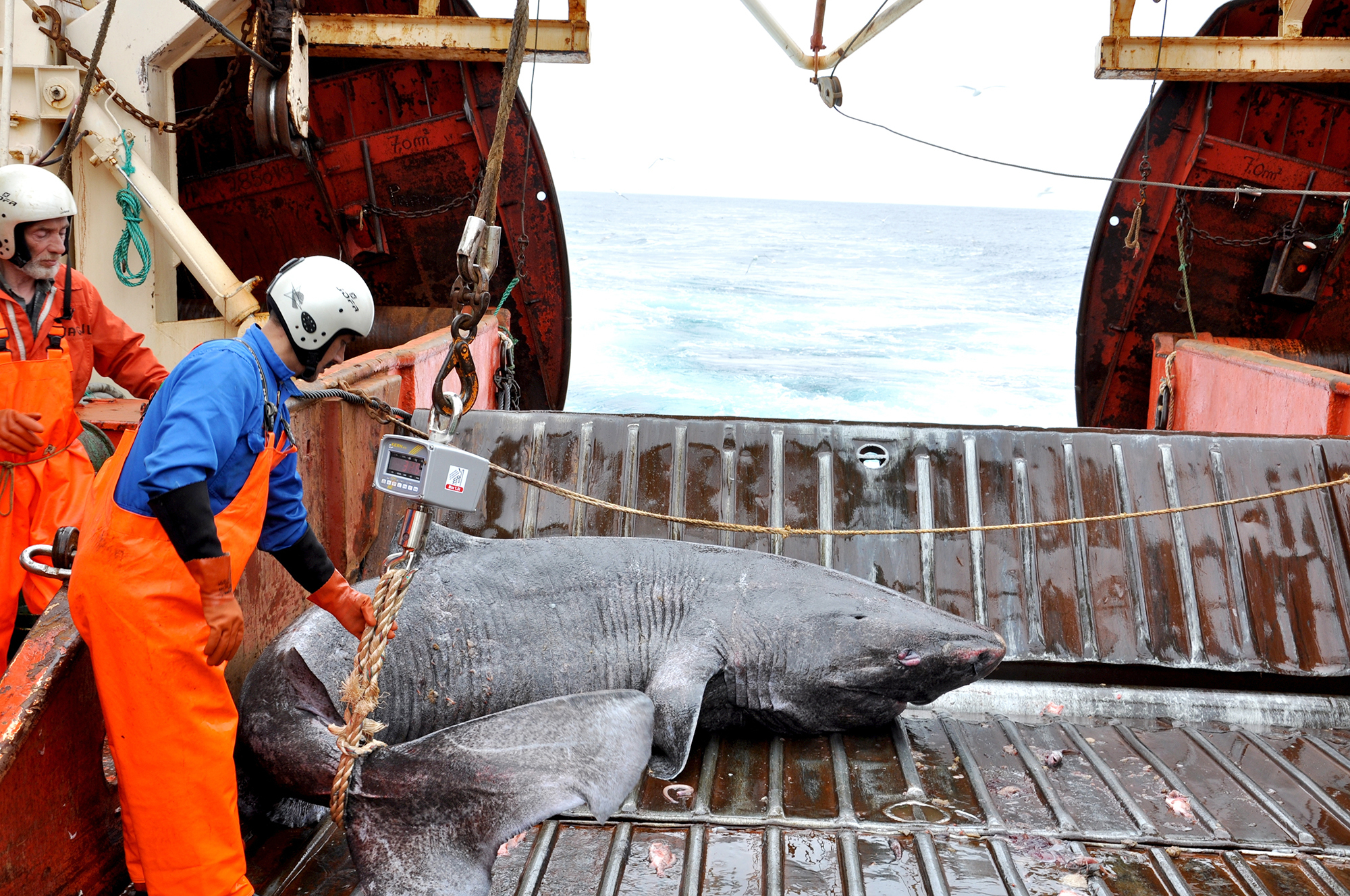 Massive carnivore Greenland shark is at least 272 years old