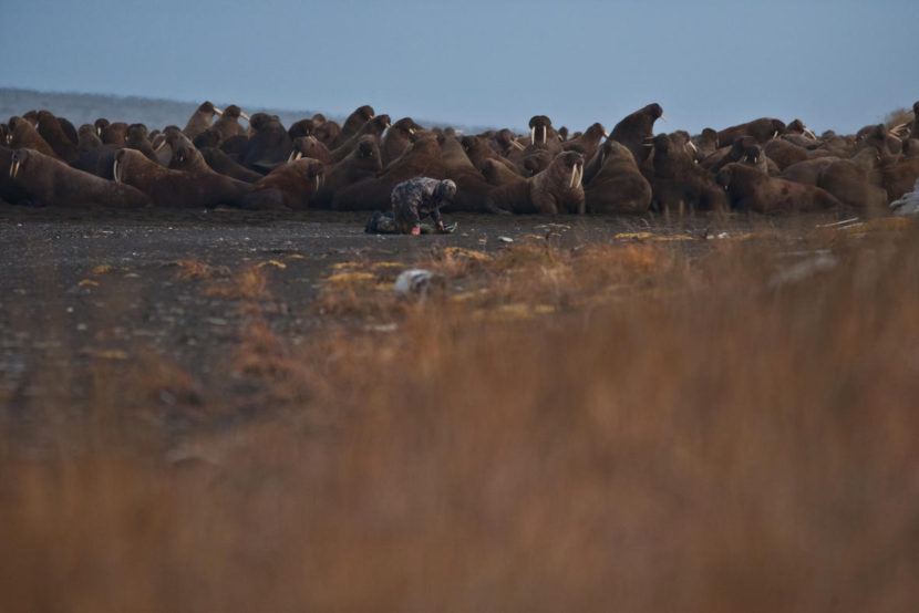 4 charged with illegally killing walrus, causing stampedes