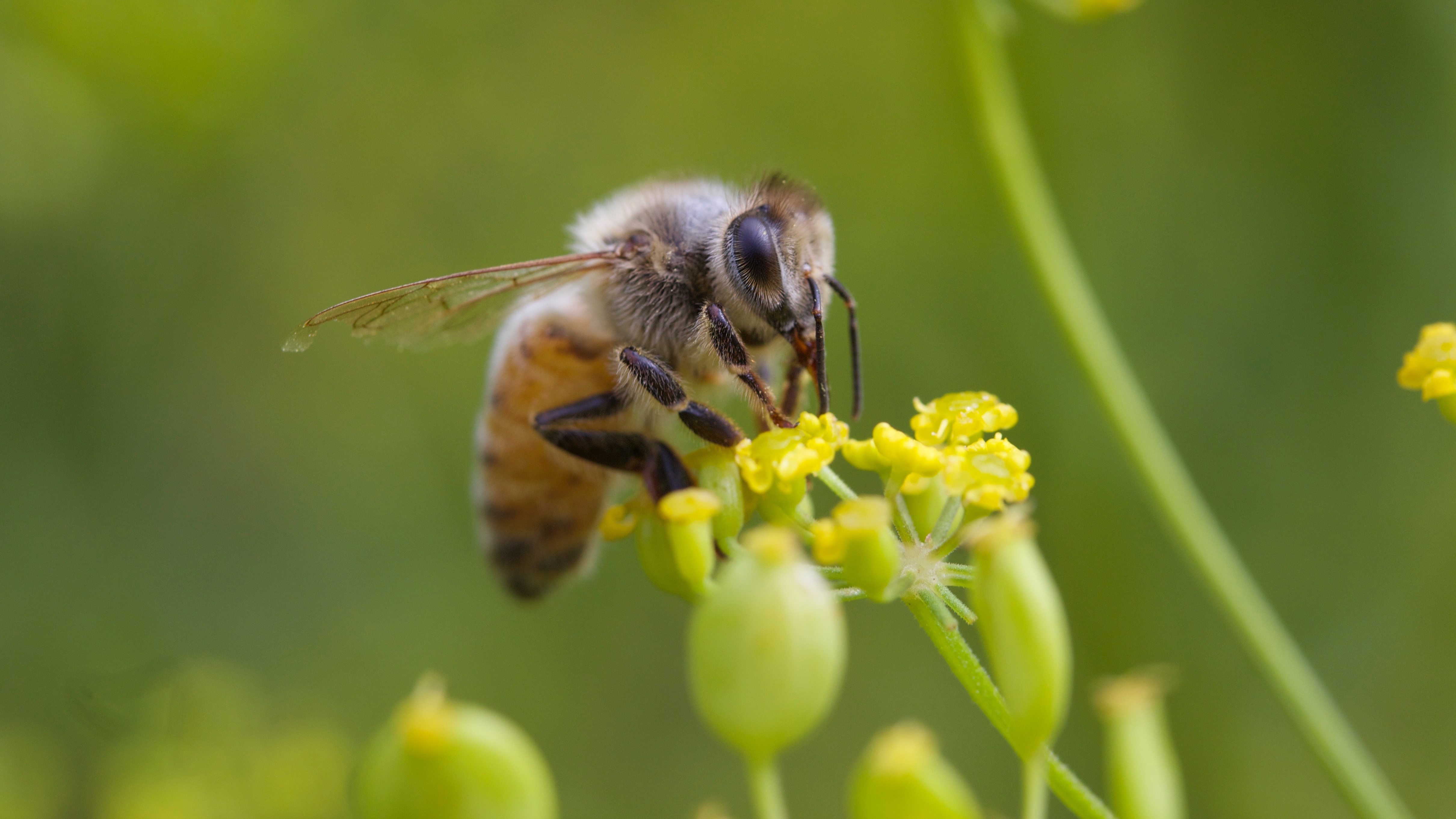 S.C. county sprays for mosquitoes but accidentally takes out millions of bees
