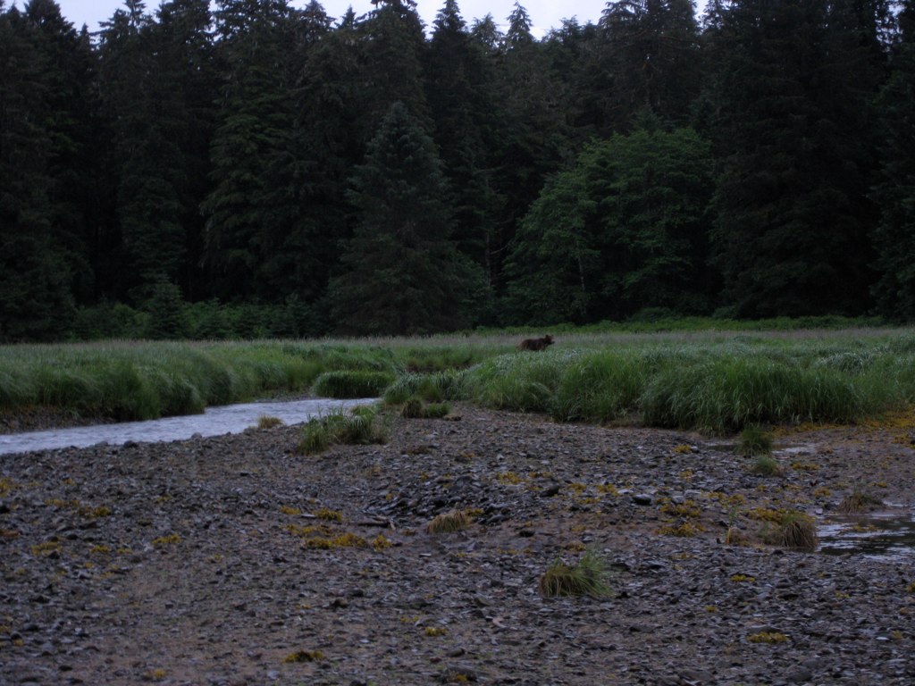 Brown bear at Chaik Bay near Angoon